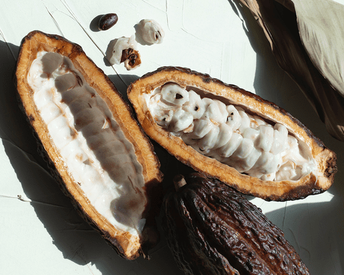 cacao nibs and pods on a white background.